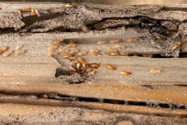 Best Local Pest Control Services  in Hokendauqua, PA