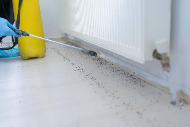 Best Bed Bug Extermination  in Hokendauqua, PA